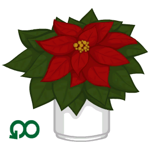 Poinsettia