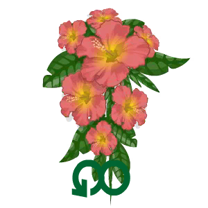 Hibiscus
