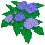 Hydrangeas Galore
