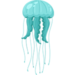 Jellyfish