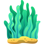 Seaweed