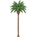 palm_01