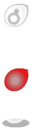 Party Balloon