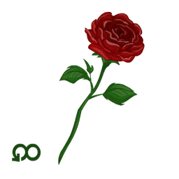 Single Rose