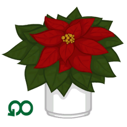Poinsettia