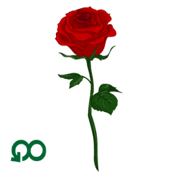 Red Rose